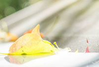 对她的声援 对她的声援